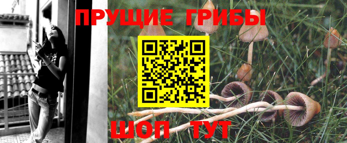 Галлюциногенные грибы Psilocybe  Псилоцибиновые грибы Psilocybe  Вход с VPN  Электрогорск 